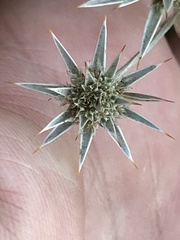 Eryngium armatum