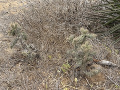 Cylindropuntia prolifera