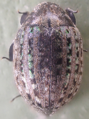 Cytilus mimicus