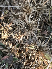 Eryngium armatum
