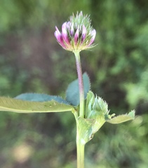 Trifolium ciliolatum