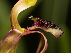 Chiloglottis reflexa