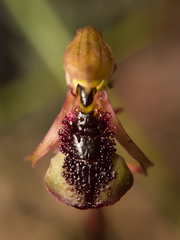 Chiloglottis reflexa