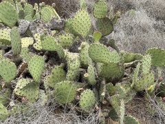 Opuntia × occidentalis