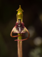 Chiloglottis reflexa