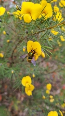 Xylocopa aerata