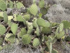 Opuntia × occidentalis