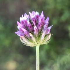 Trifolium ciliolatum