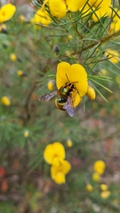 Xylocopa aerata