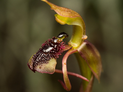Chiloglottis reflexa
