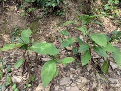 Persicaria filiformis