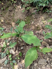 Persicaria filiformis