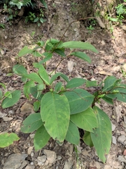 Persicaria filiformis
