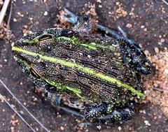 Pyxicephalus adspersus