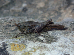 Tettigidea