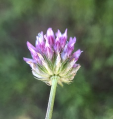 Trifolium ciliolatum