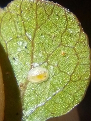 Asterochiton rhamnoidis