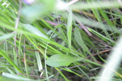 Erigeron philadelphicus