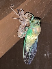 Neotibicen lyricen