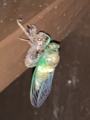 Neotibicen lyricen