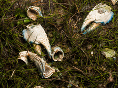 Euastacus