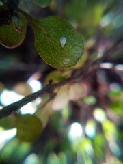 Asterochiton rhamnoidis