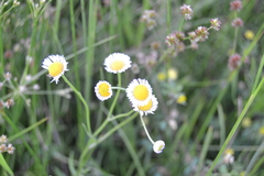 Erigeron philadelphicus