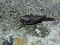 Tettigidea