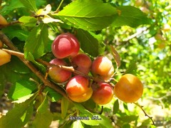 Prunus ursina