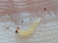 Phorostichus linearis