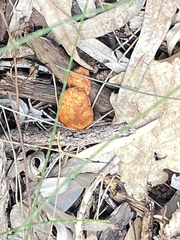 Cantharellus concinnus