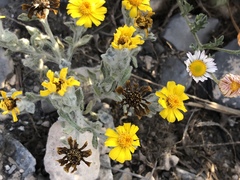 Thymophylla micropoides