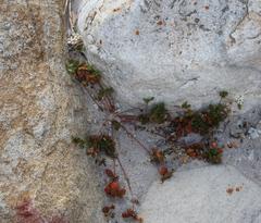 Pharnaceum cordifolium