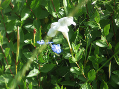 Mandevilla brachysiphon