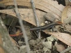 Red-Tailed Litter-Skink photo 4