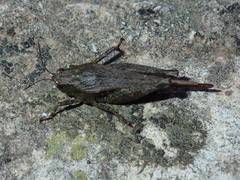 Tettigidea