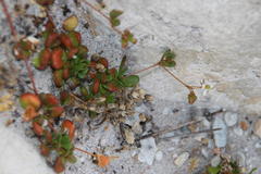 Pharnaceum cordifolium