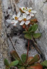 Pharnaceum cordifolium