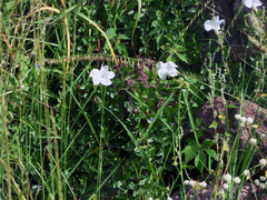 Mandevilla brachysiphon