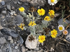 Thymophylla micropoides