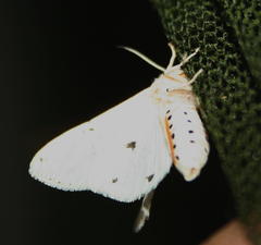 Alpenus