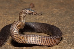 Golden Crowned Snake photo 1