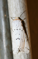 Alpenus