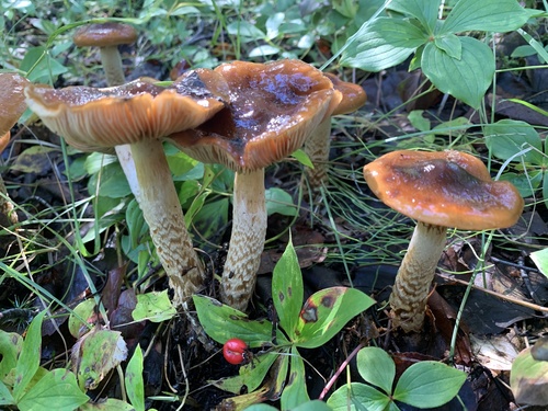 Cortinarius trivialis — no rights reserved