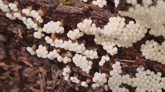 Oligonema verrucosum