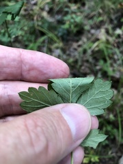 Agrimonia rostellata