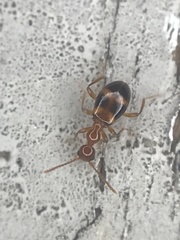 Acanthinus scitulus