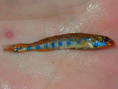 Bluegrass Darter photo 2