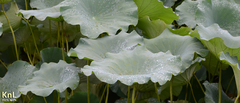Nelumbo nucifera