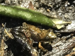 Natalobatrachus bonebergi